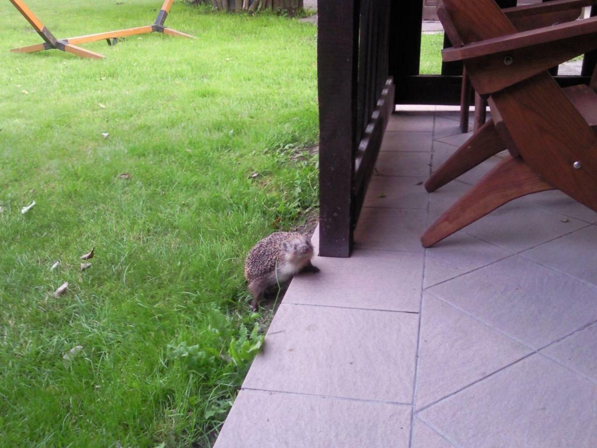 Goscinne Ewa Nowicka * Frombork